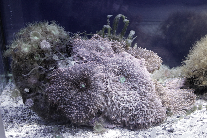 Meereszentrum Fehmarn - Meerwasseraquarium Korallenriff Haifischanlage